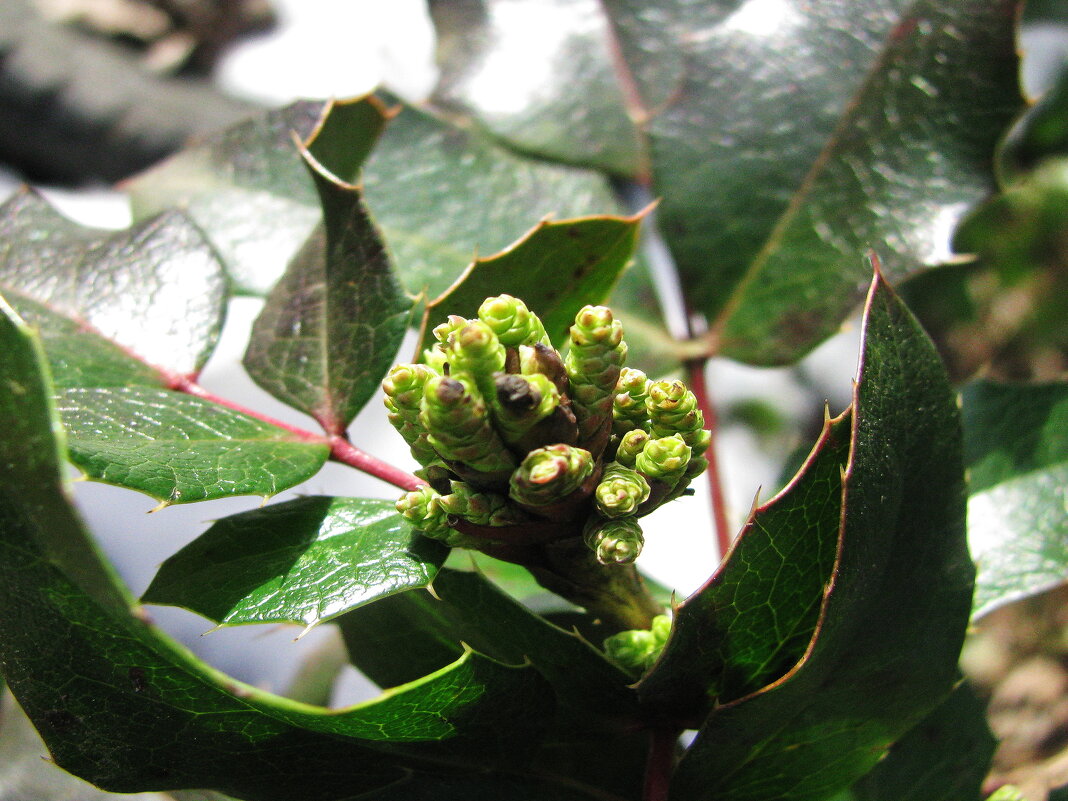 Магония набирает бутоны - Людмила Смородинская