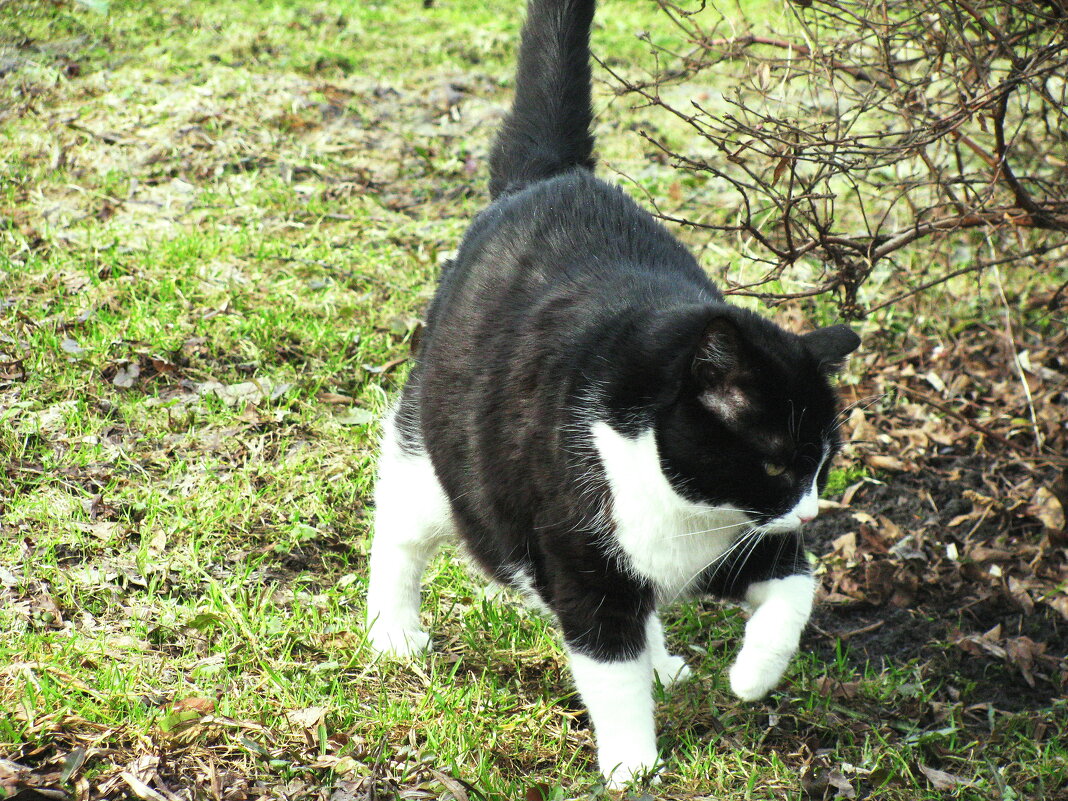 Гуляет по саду - Людмила Смородинская