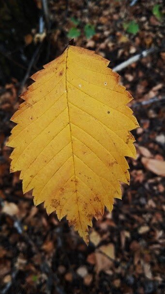 октябрь - Елена Шаламова