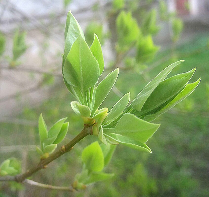 Весеннее - Елена Семигина
