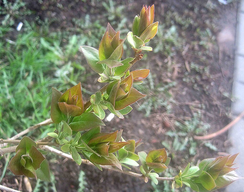 Первые - Елена Семигина