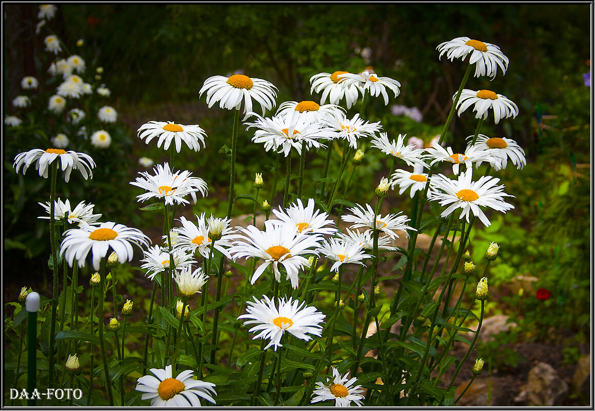 ИЮЛЬСКИЕ РОМАШКИ. - Александр Дмитриев