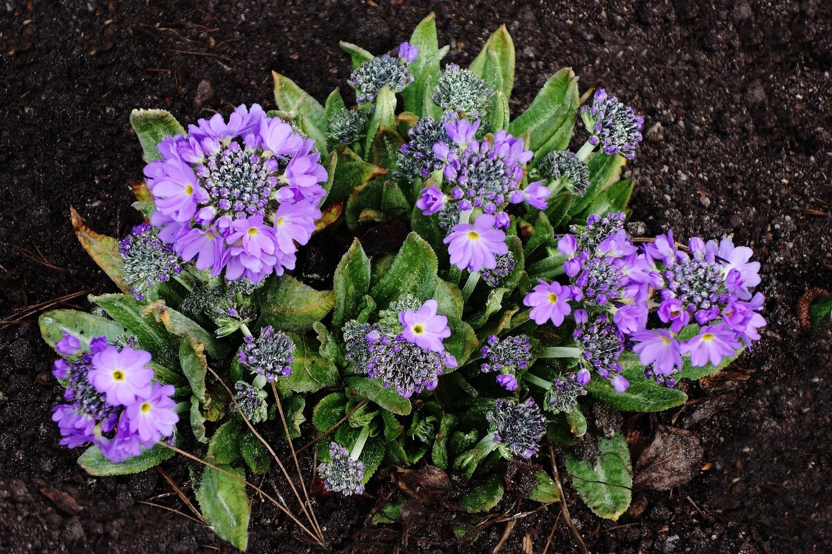 Примула мелкозубчатая - Рита Симонова