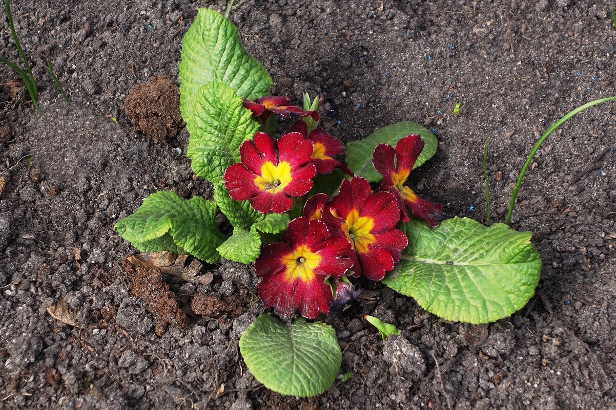 Примула - Рита Симонова