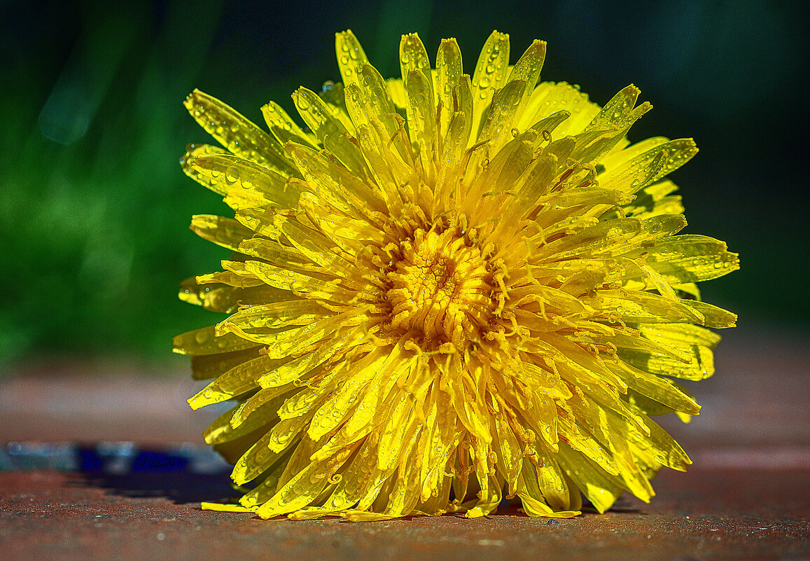 солнышко - Андроник Александр 