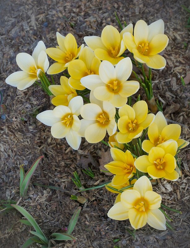 Первоцветы - Ольга 