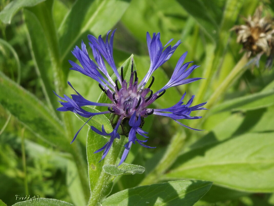 Василёк - Freddy 97
