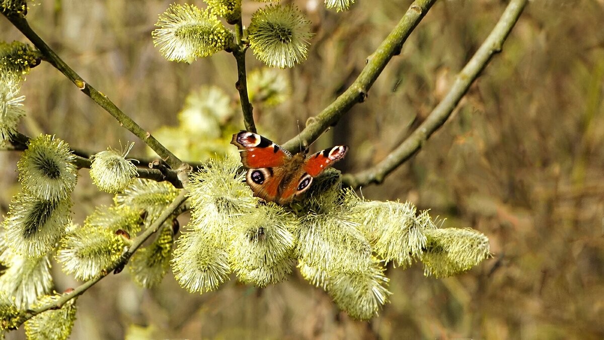 Картинка весны. - Милешкин Владимир Алексеевич 