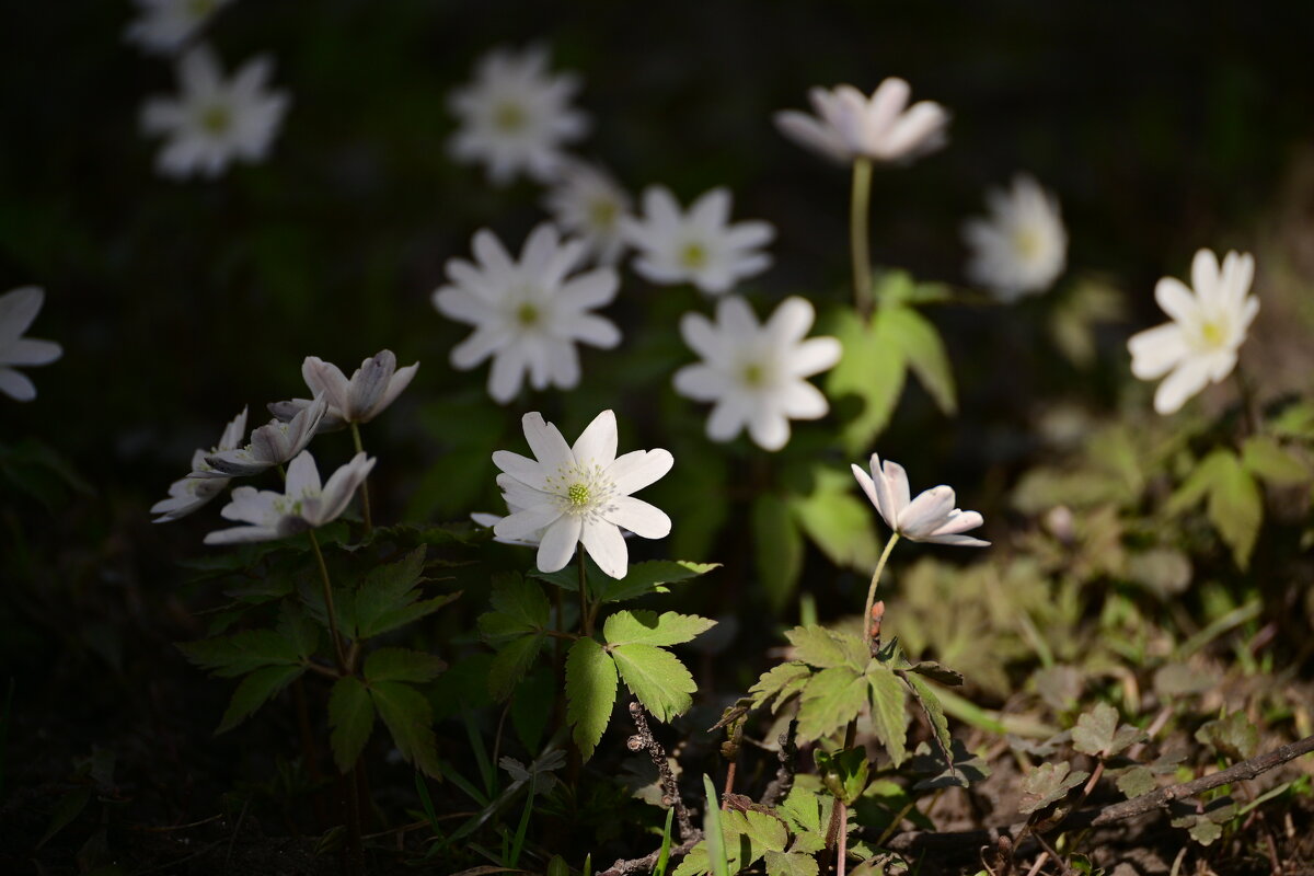 Среди прошлогодней листвы - Владислав Левашов
