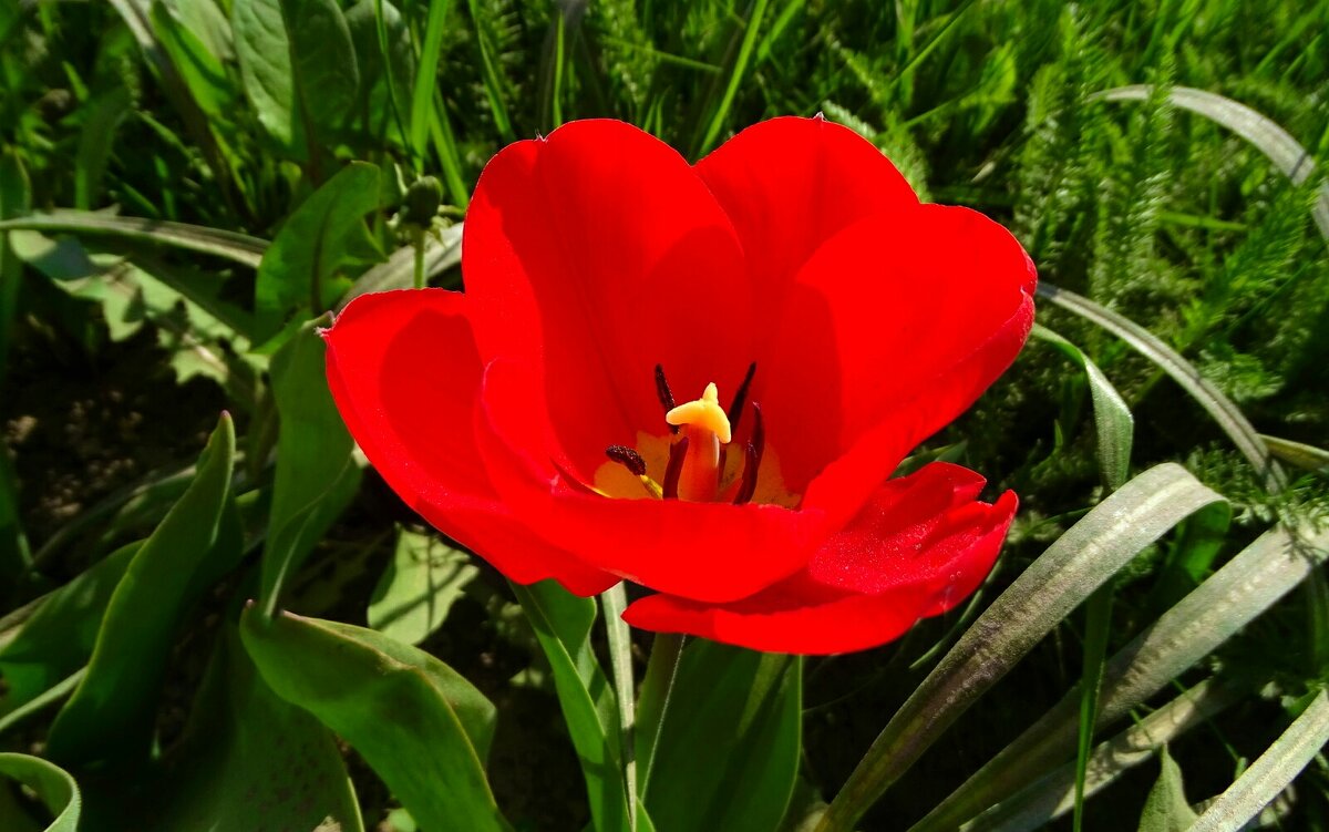 Зацвели тюльпаны в городе. - Милешкин Владимир Алексеевич 