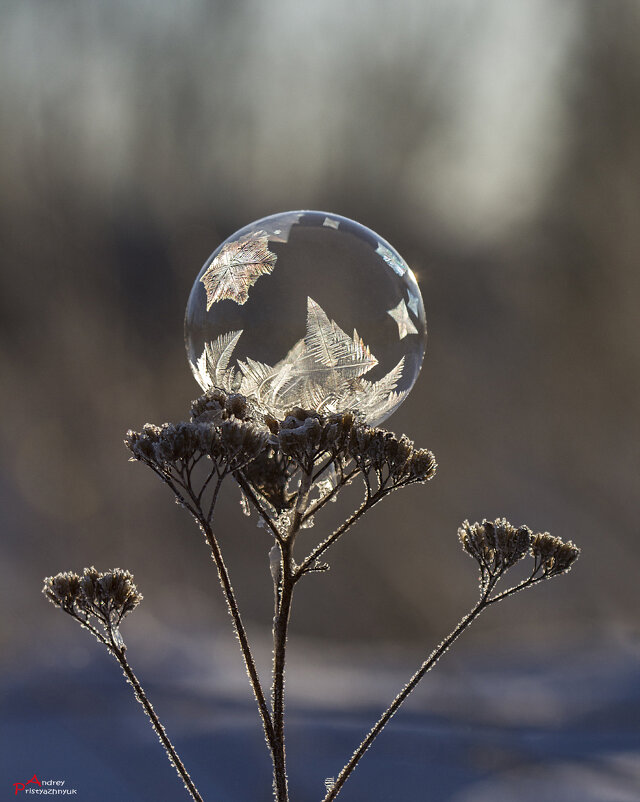 Шарик - Андрей Пристяжнюк