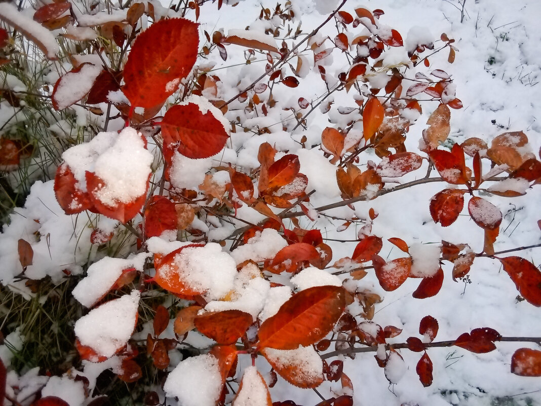 первый снег - Сергей Кочнев