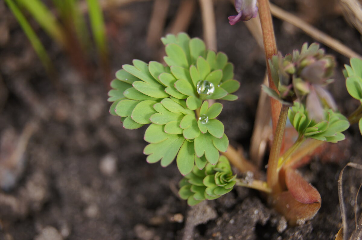 После дождя - Глеб 