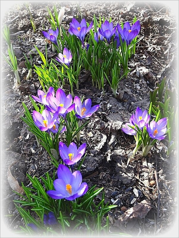 Крокусы цветут... Весна.......... - Наталья ***
