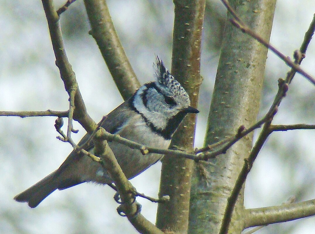хохлатая синица или гренадёрка - gawrilа - dan