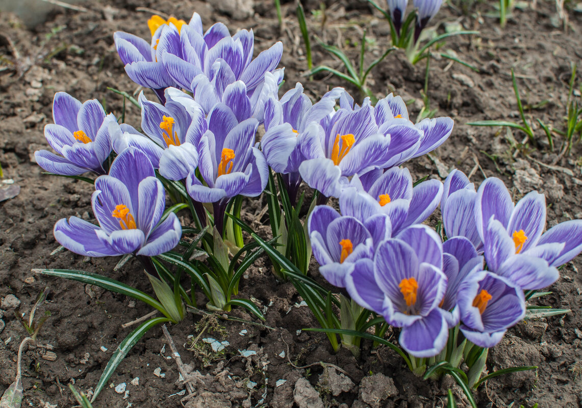 Первые - yav 110455