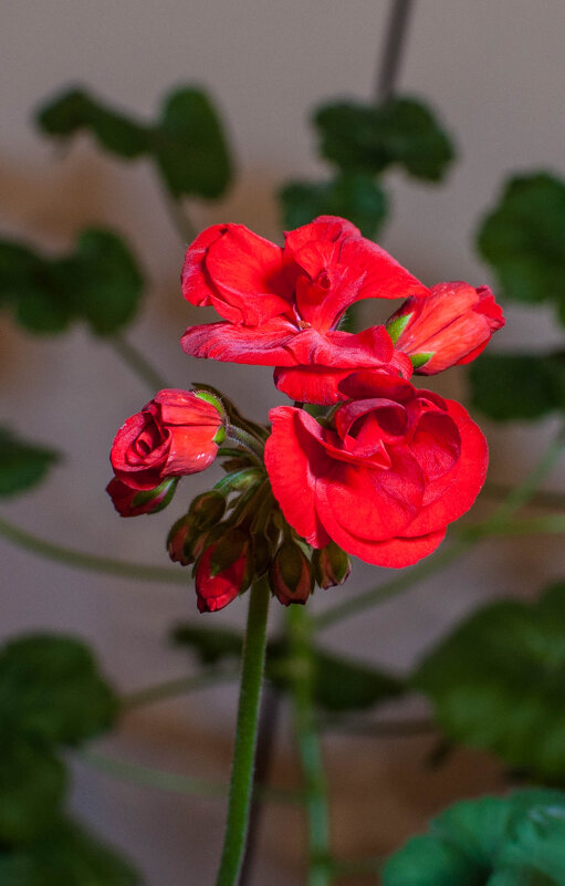 Красавицы - yav 110455