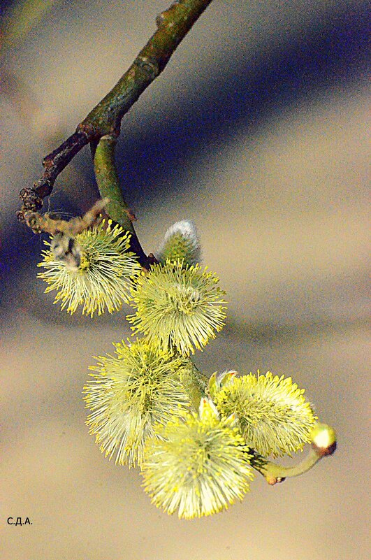 Весна в Подмосковье - Дмитрий 