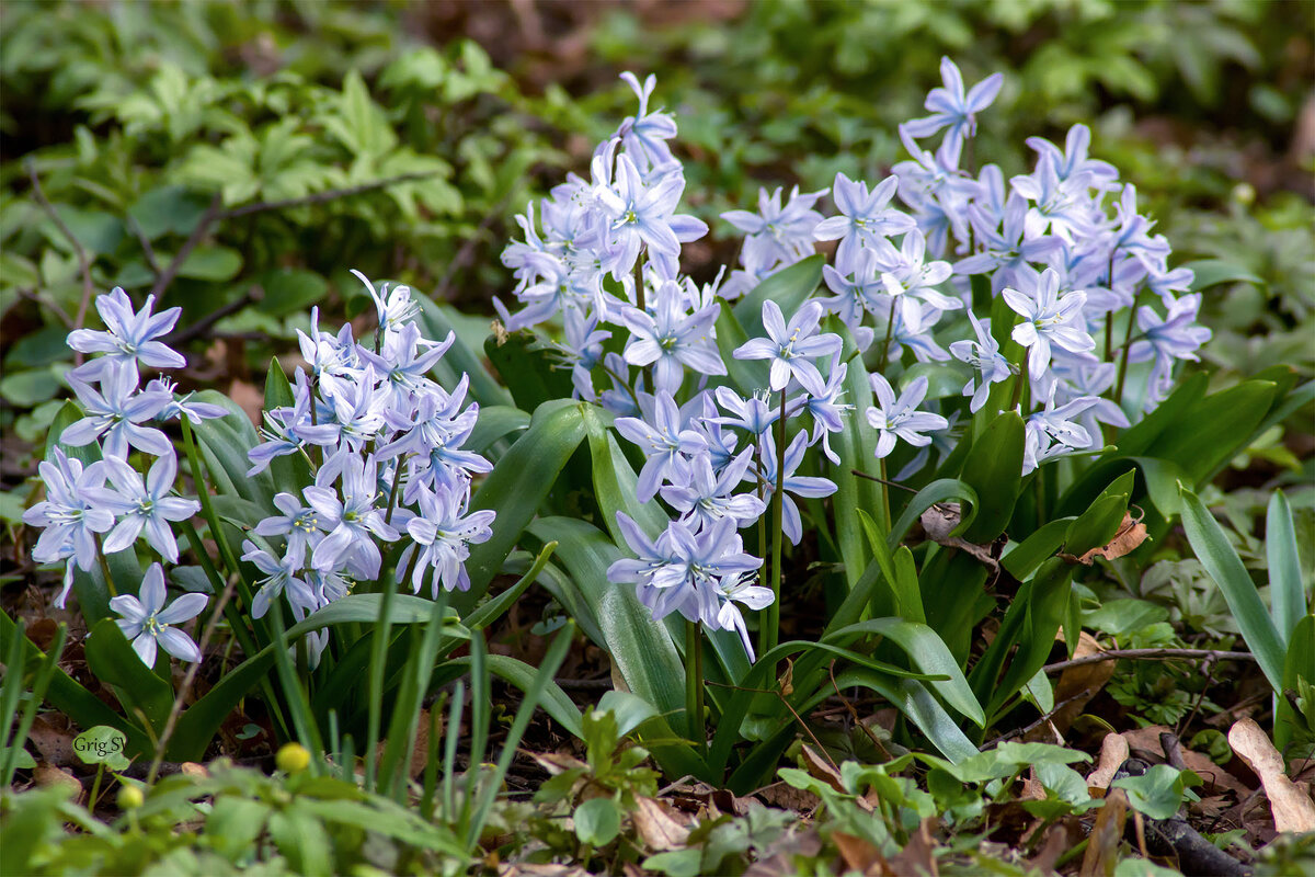 Пролеска сибирская - Светлана Григорьева