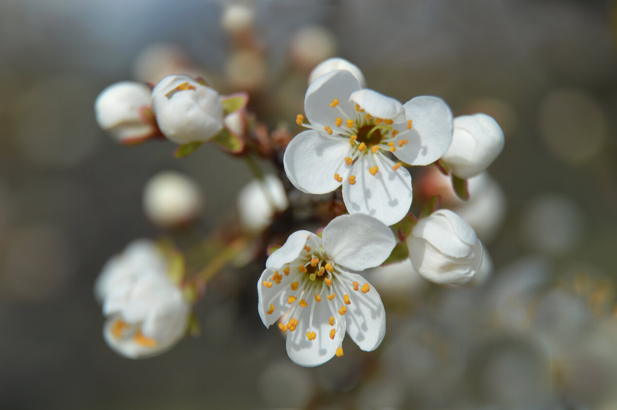 Цветёт  алыча... - Надежда Куркина 