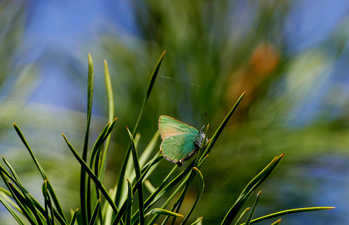 из снятого сегодня 12 - Александр Прокудин