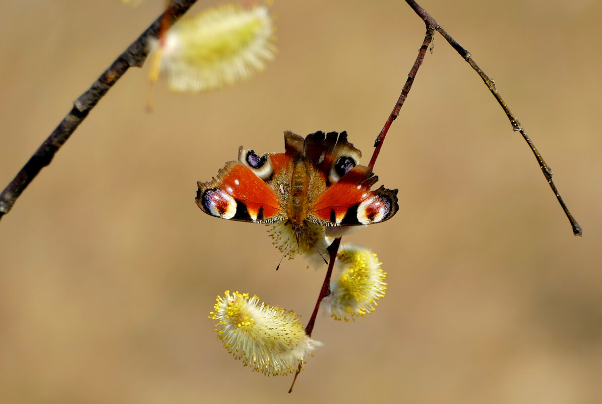 из снятого сегодня 15 - Александр Прокудин