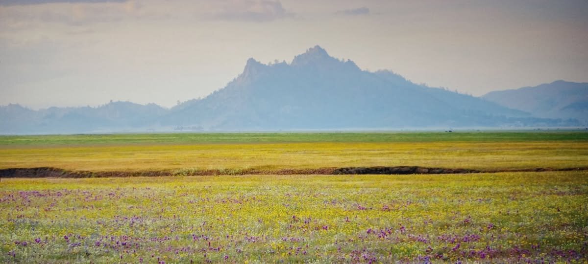 Разнотравье / пейзаж/ - Валерий Кокорев