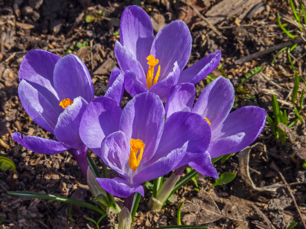 Апрель. Крокусы - Наталья Rosenwasser