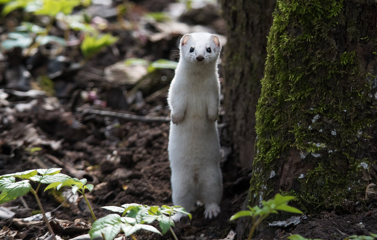 Ласка в зимней шубке - Владимир Безбородов