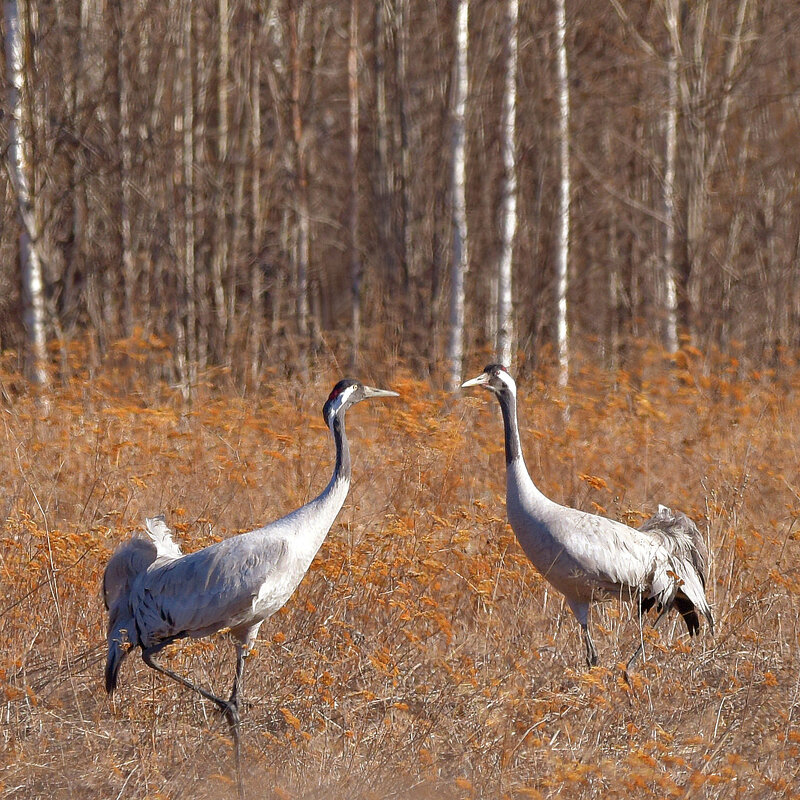 Сближение - Михаил Белоусов Сближение - Михаил Белоусов
