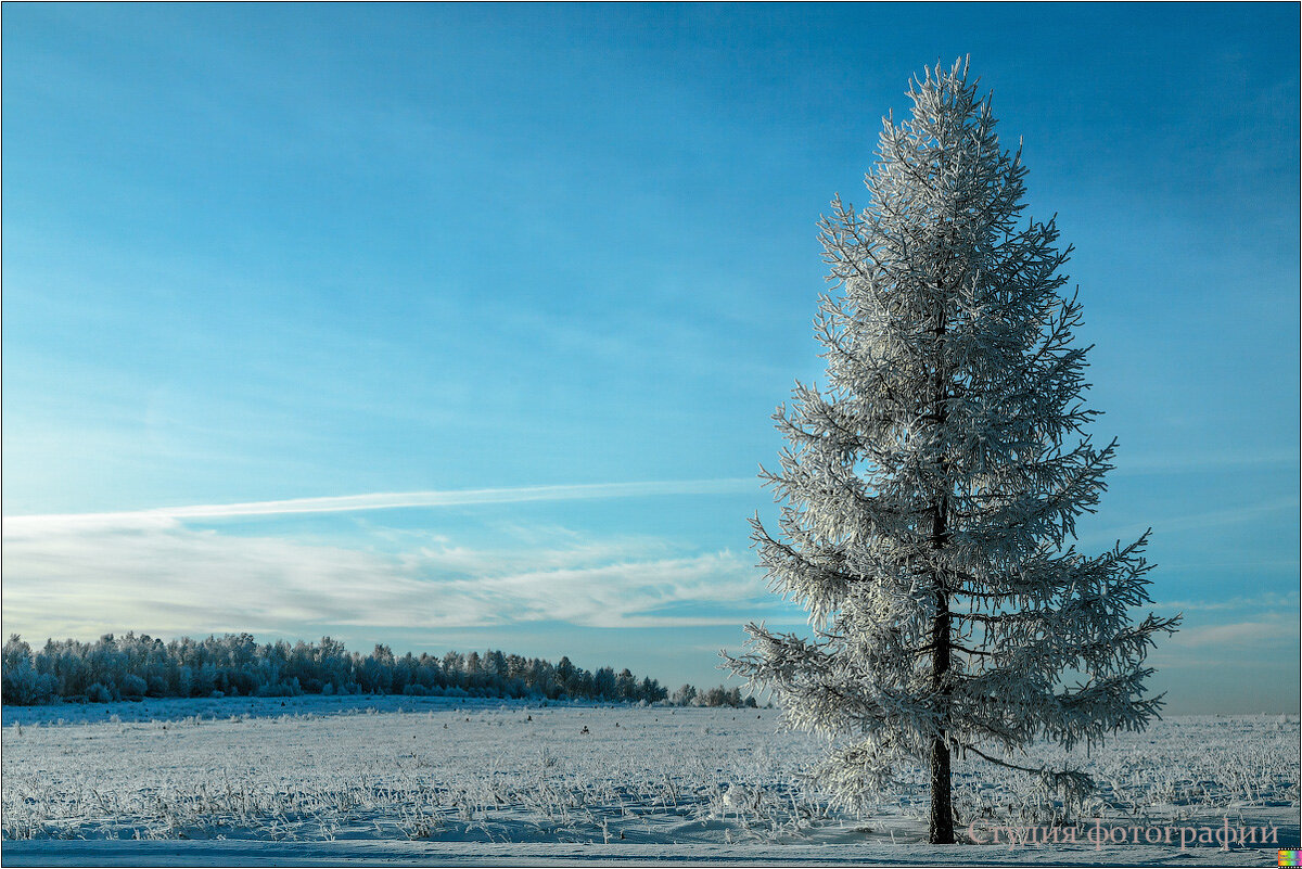 Зимнее одиночество - Студия фотографии