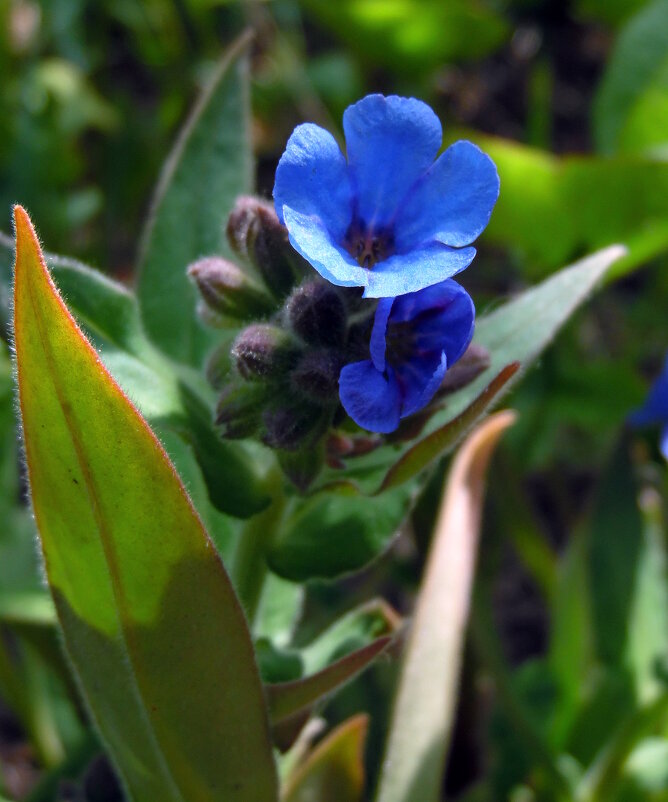 Медуница. - nadyasilyuk Вознюк Медуница. - nadyasilyuk Вознюк
