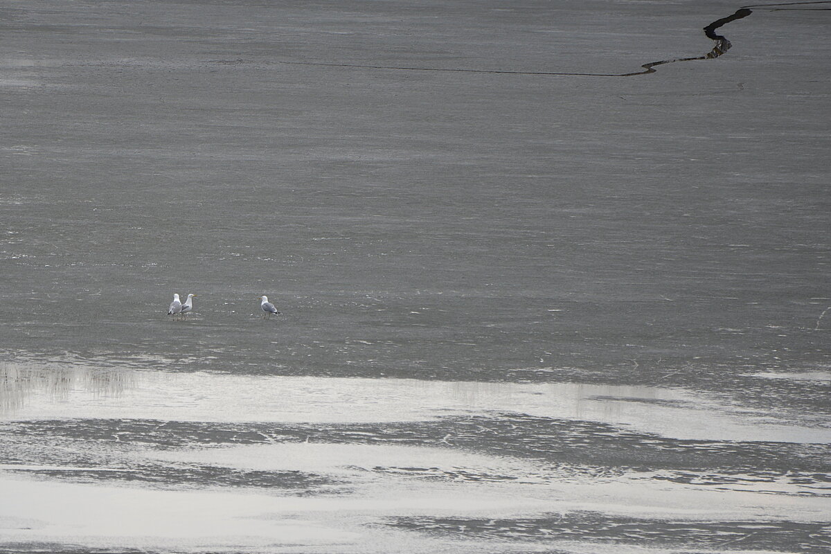 По льду босяком - Сеня Белгородский По льду босяком - Сеня Белгородский