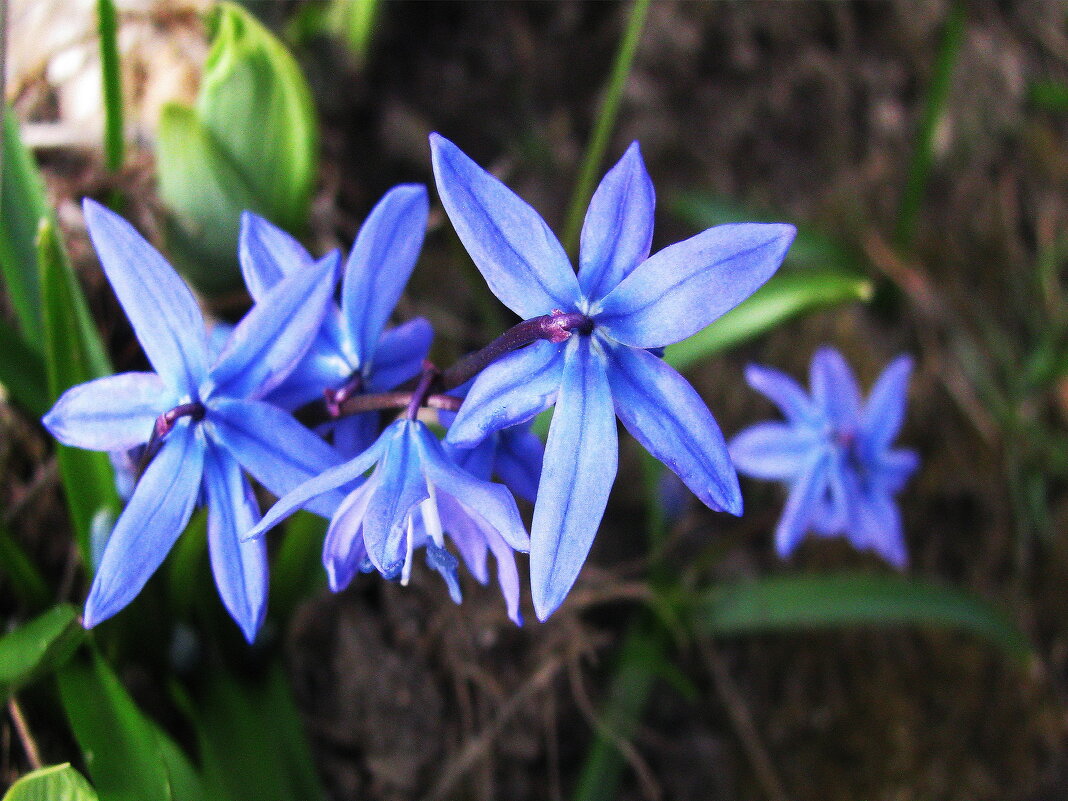 Нежная красота - Людмила Смородинская