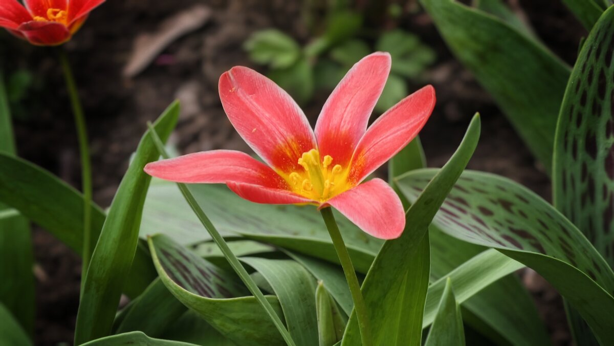 Тюльпан Кауфмана - Мариша Тим