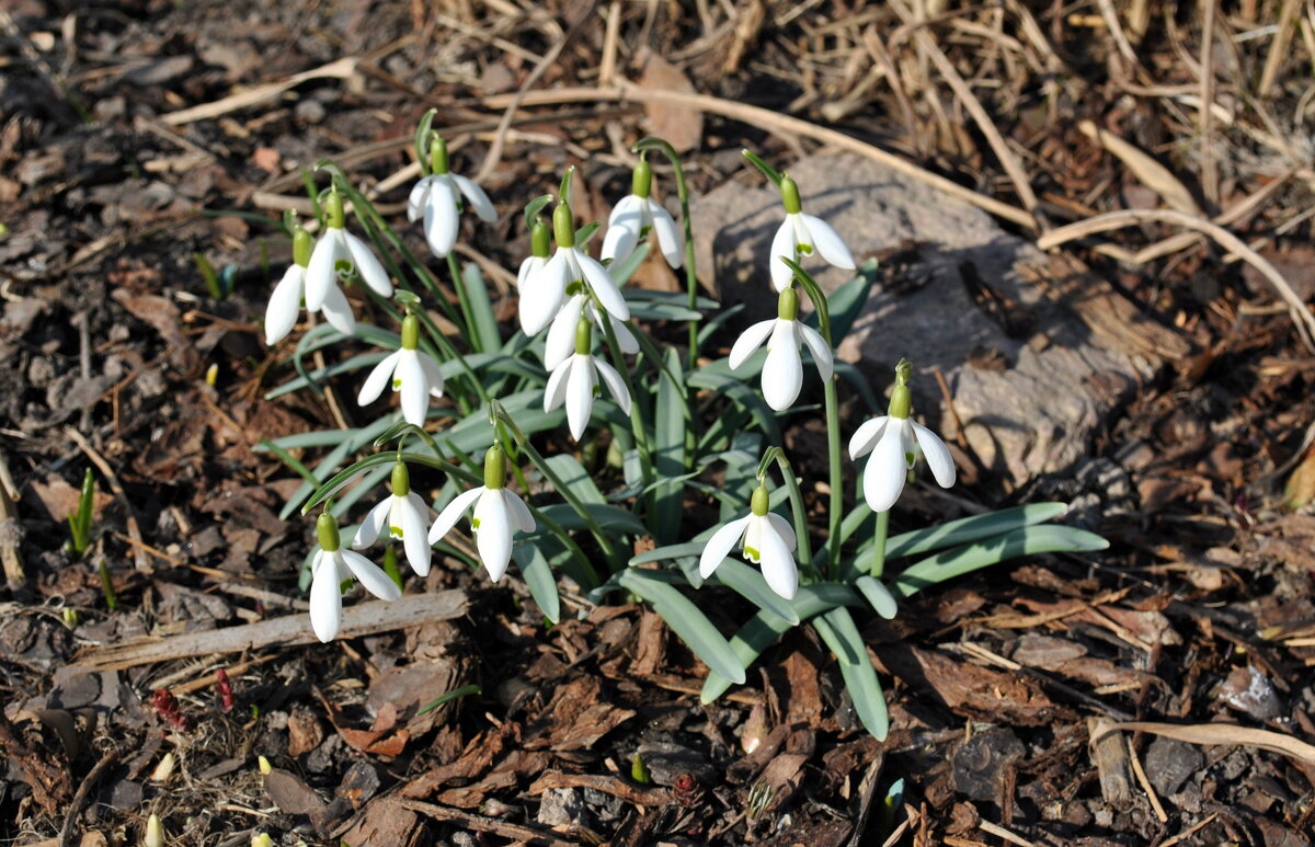 Весна! - AleksSPb Лесниченко Весна! - AleksSPb Лесниченко