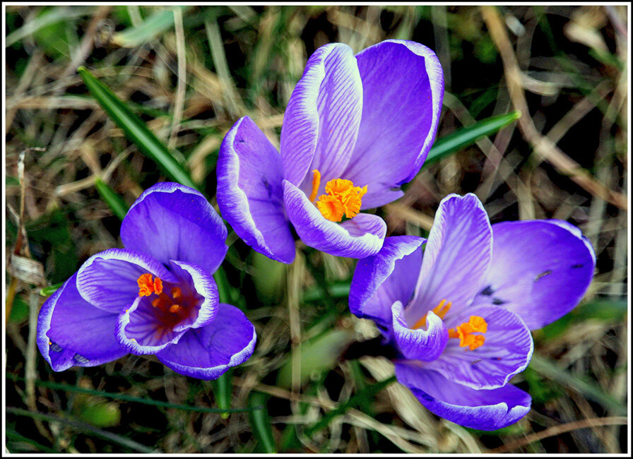 Первые - Aleksandr Gal Первые - Aleksandr Gal