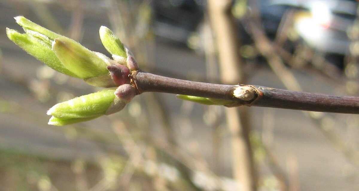 Весеннее - Елена Семигина