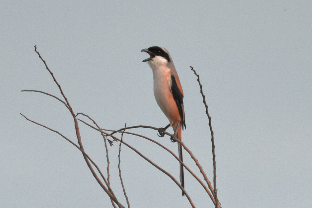 Длиннохвостый сорокопут - Yudong Liu
