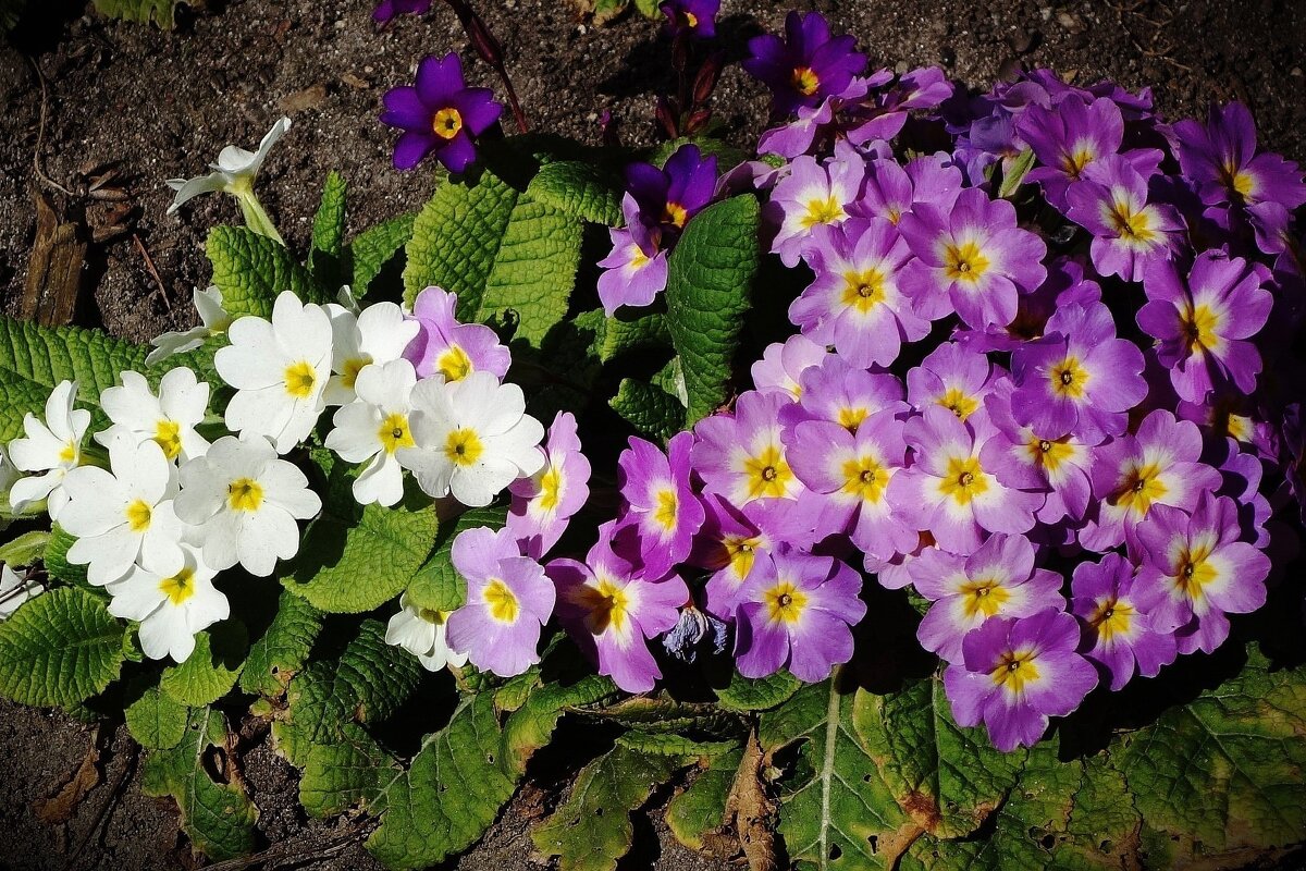 Примула - Рита Симонова