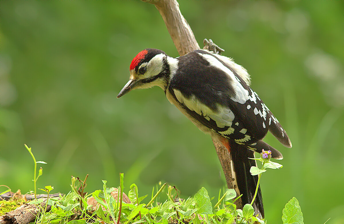 ... - Вячеслав Минаев