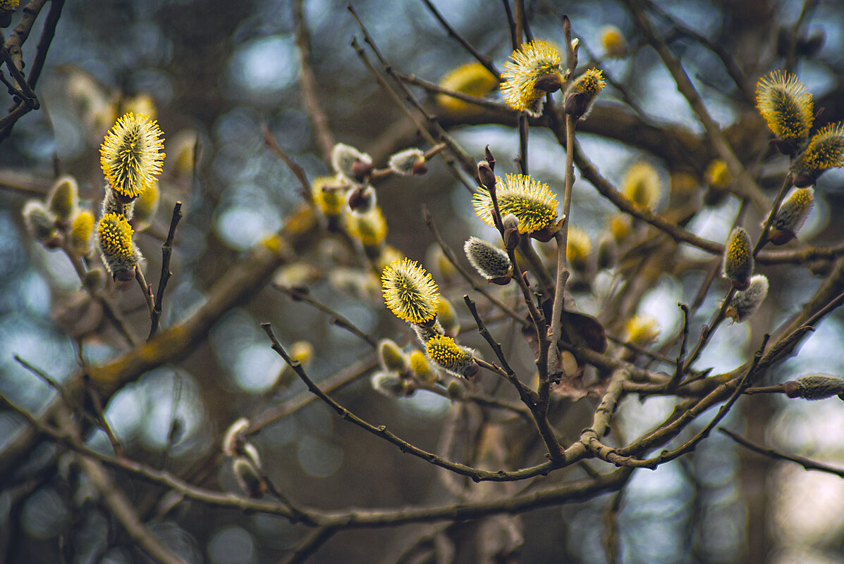 Цветёт верба - Владимир Кроливец