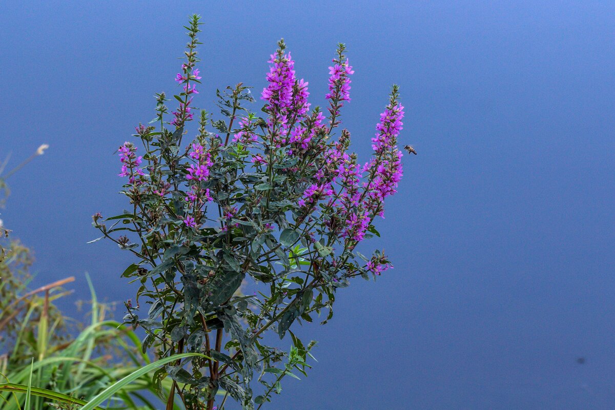 Краски лета. Дербенник иволистый. - Алексей Трухин