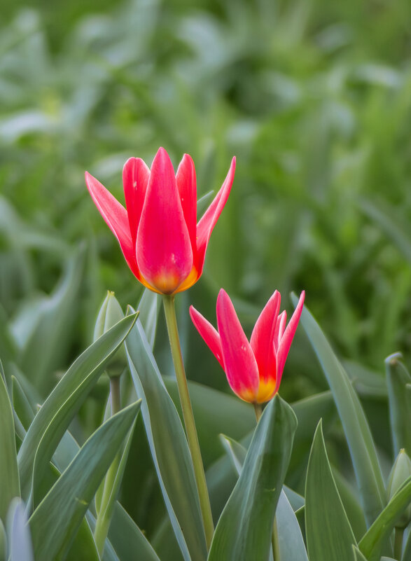 Первые. - Александр. AVG100 ---