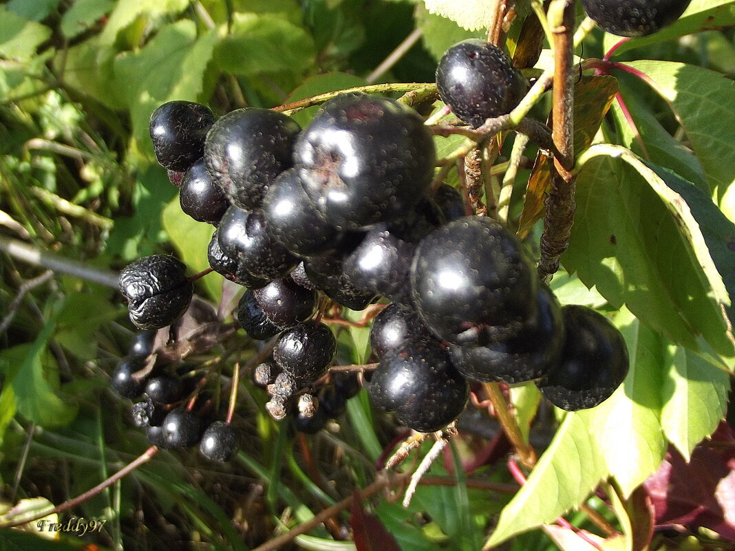Черноплодная рябина - Freddy 97