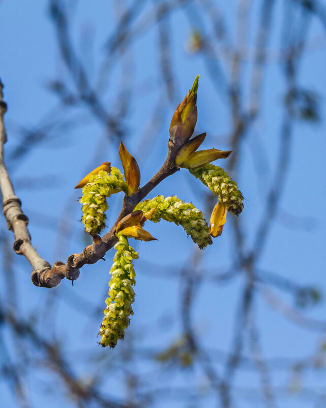 Весеннее пробуждение - Наталья Rosenwasser