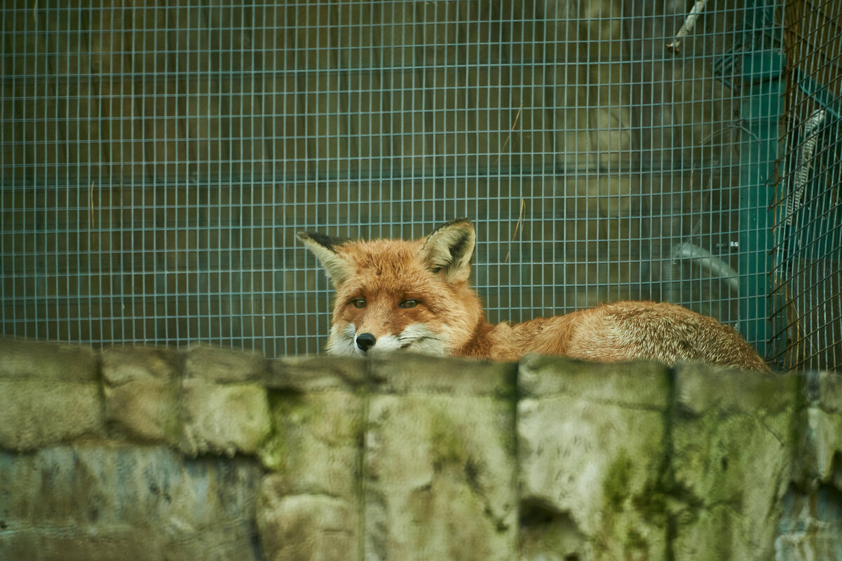Лиса Улыбака - Александр Леонов
