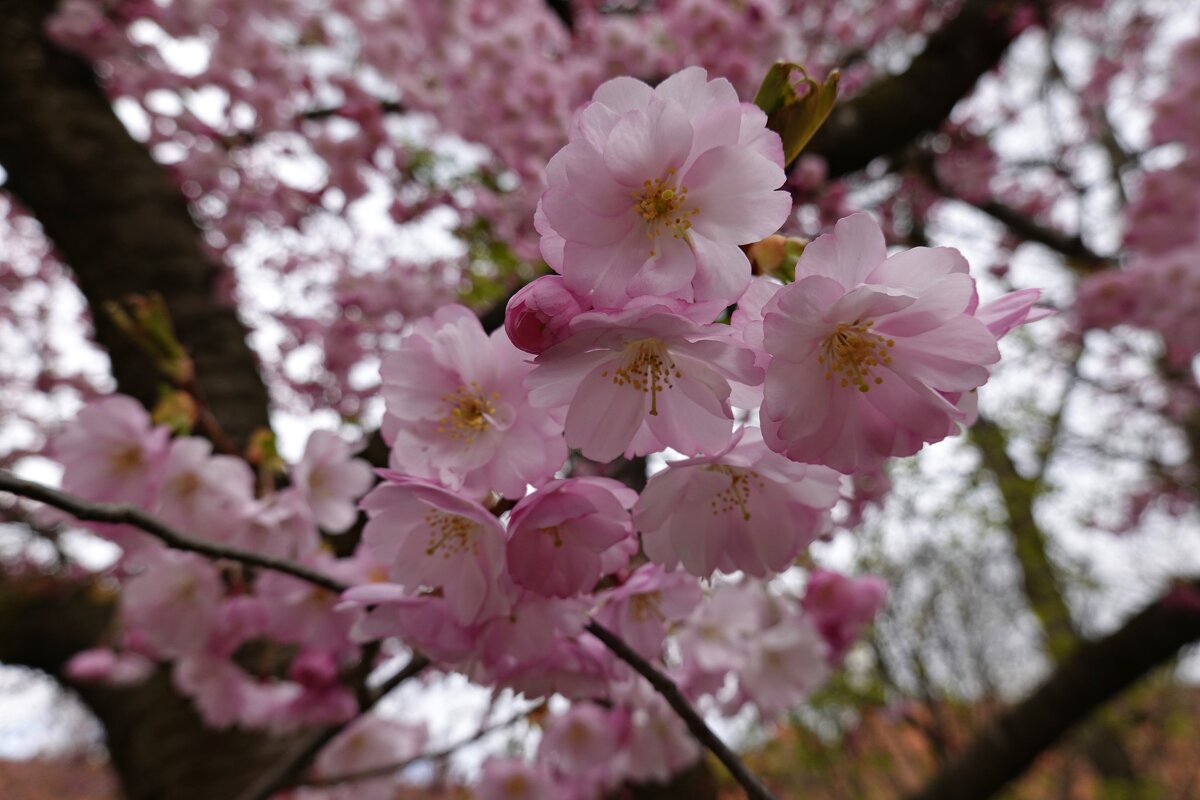 Расцвела сакура...... - Галина Расцвела сакура...... - Галина
