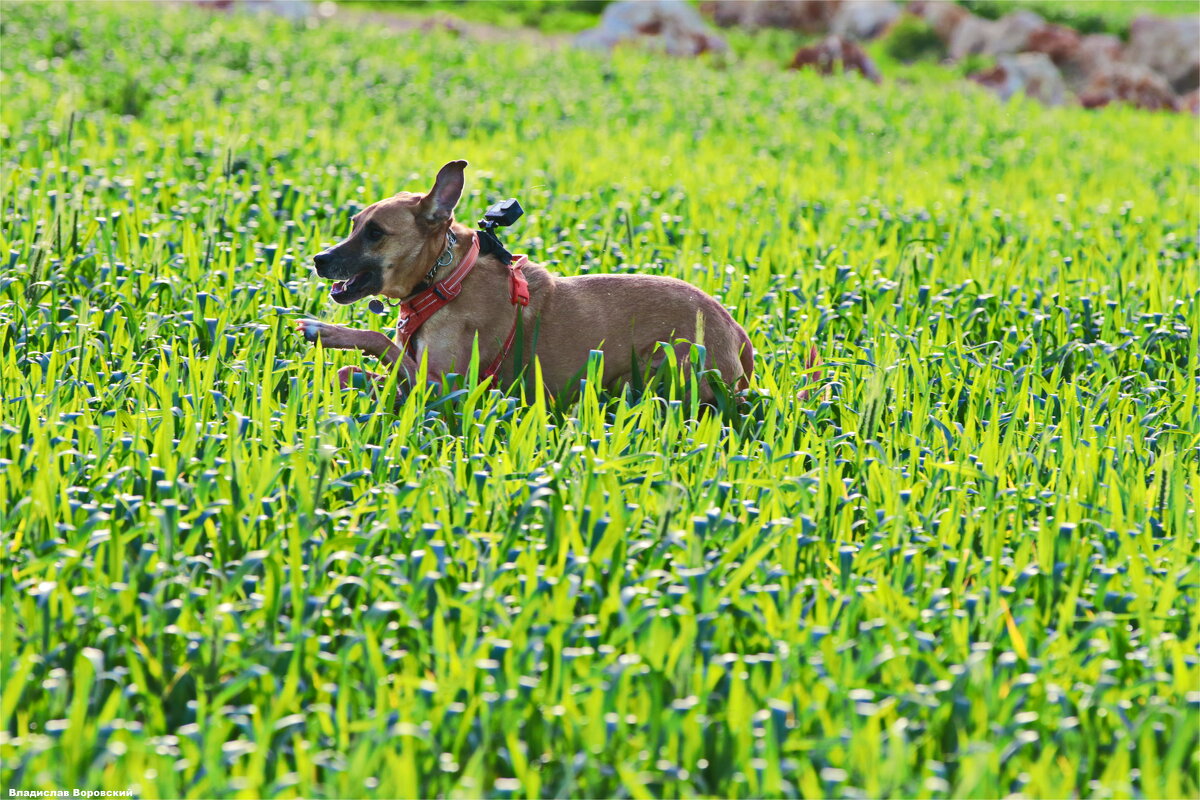 собака на прогулке 2026 - Владислав Воровский собака на прогулке 2026 - Владислав Воровский