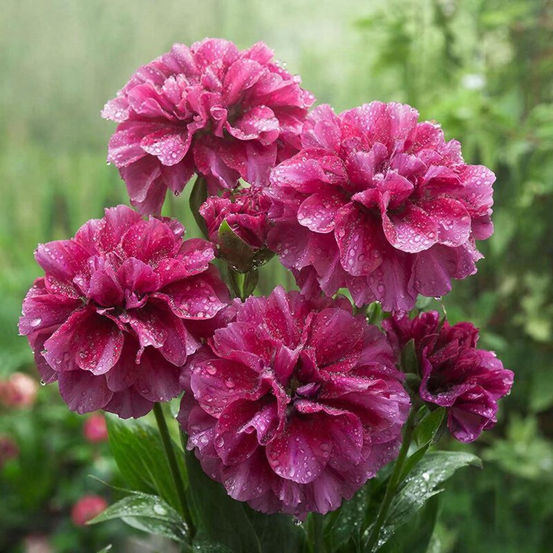 ЦВЕТЫ - МАРИЯ ПОПОВА